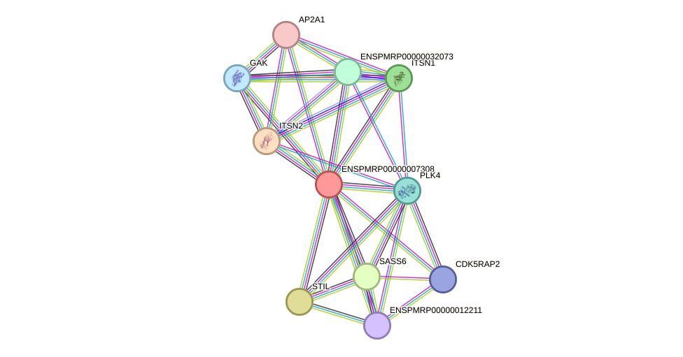 STRING protein interaction network