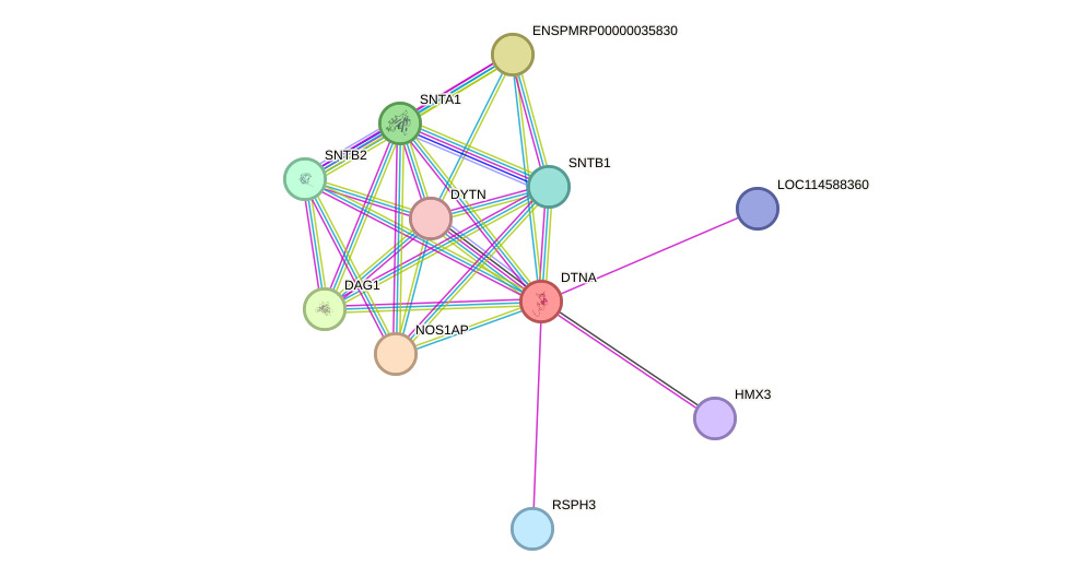 STRING protein interaction network