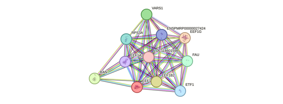 STRING protein interaction network