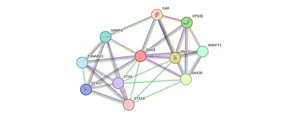 STRING protein interaction network