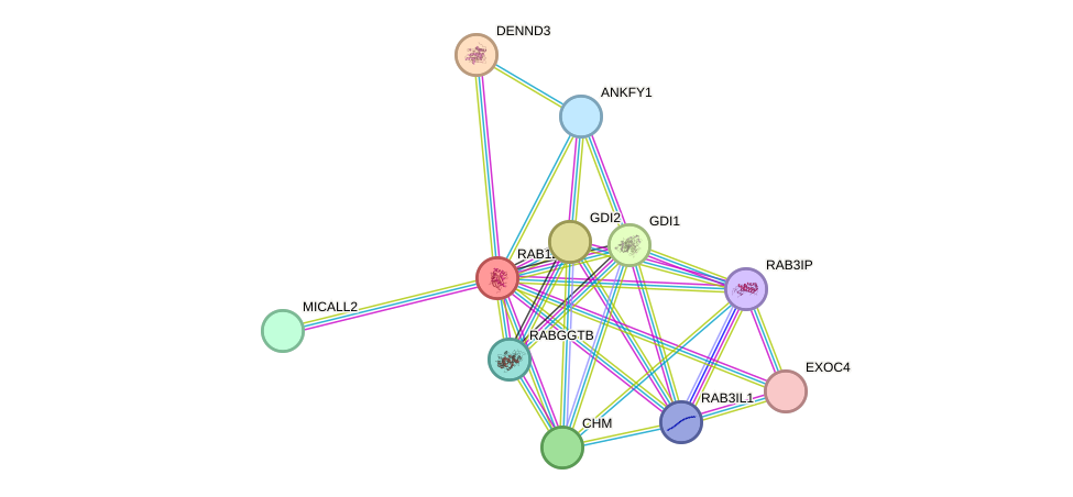 STRING protein interaction network