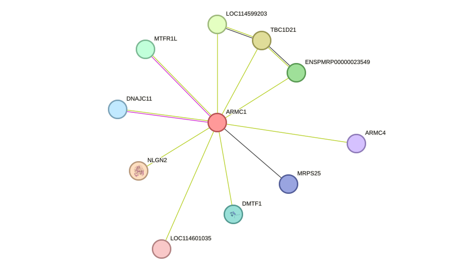 STRING protein interaction network