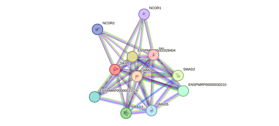 STRING protein interaction network