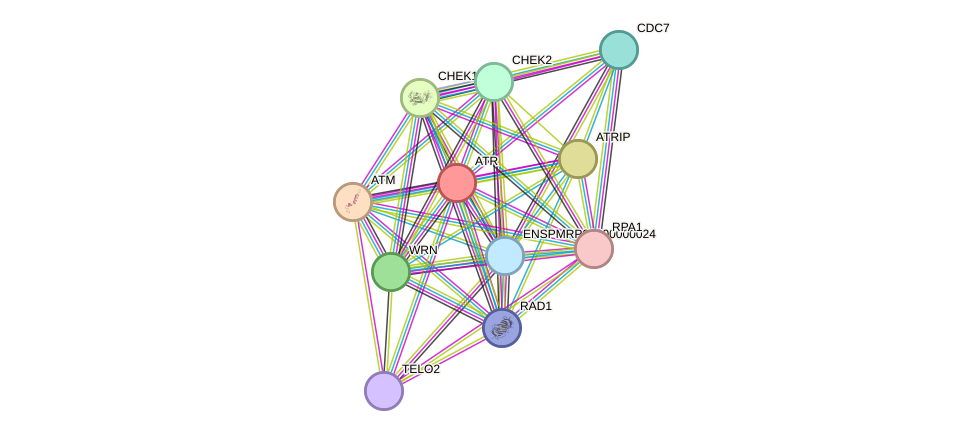 STRING protein interaction network