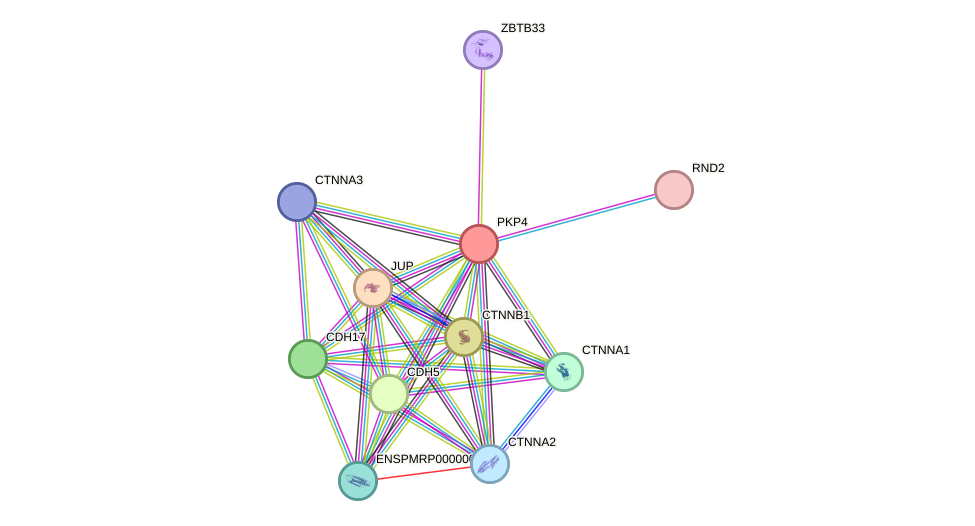 STRING protein interaction network