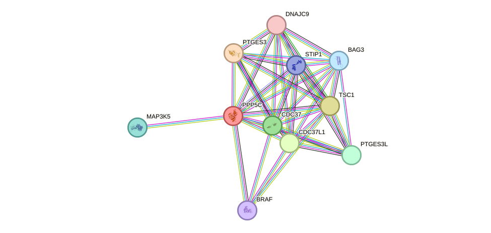 STRING protein interaction network