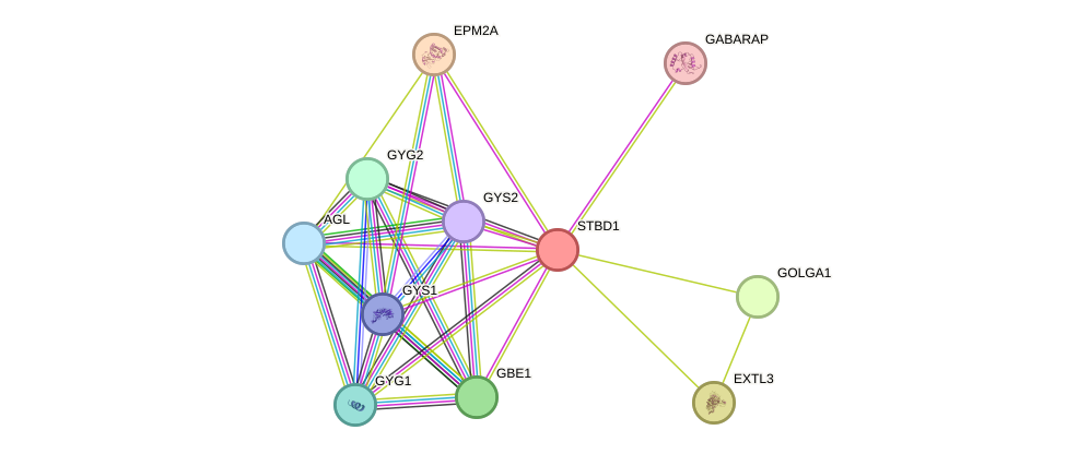 STRING protein interaction network