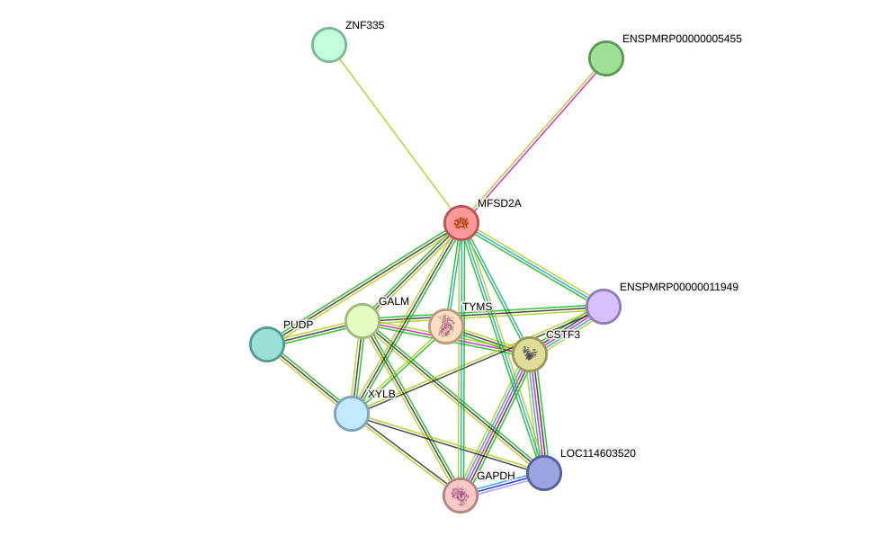 STRING protein interaction network