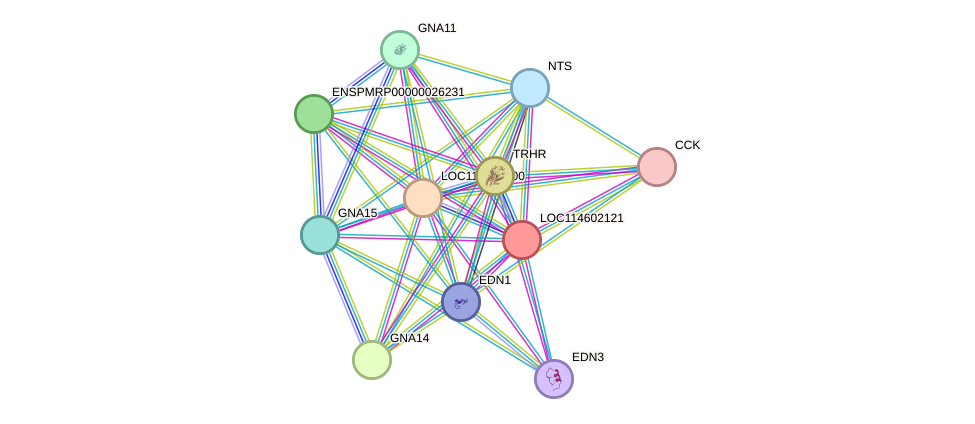 STRING protein interaction network