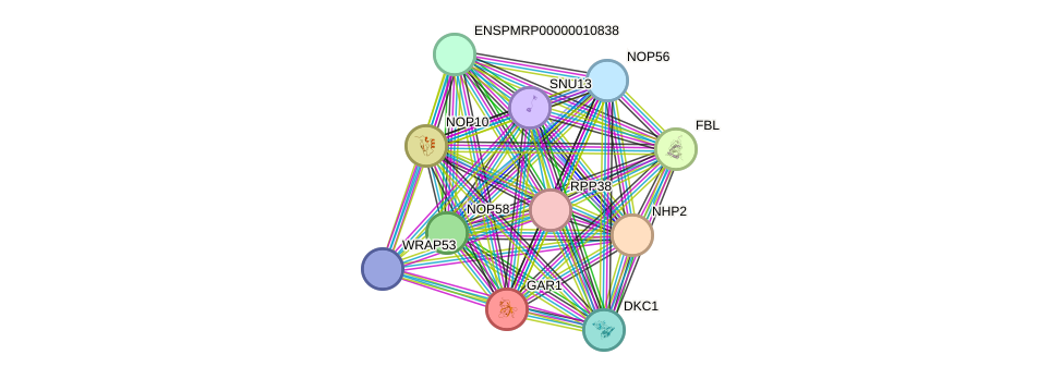 STRING protein interaction network