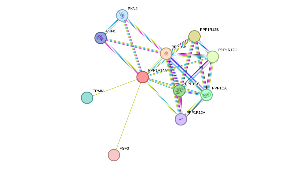 STRING protein interaction network