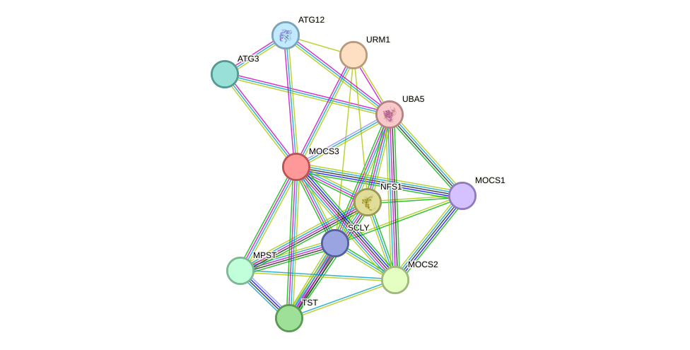 STRING protein interaction network