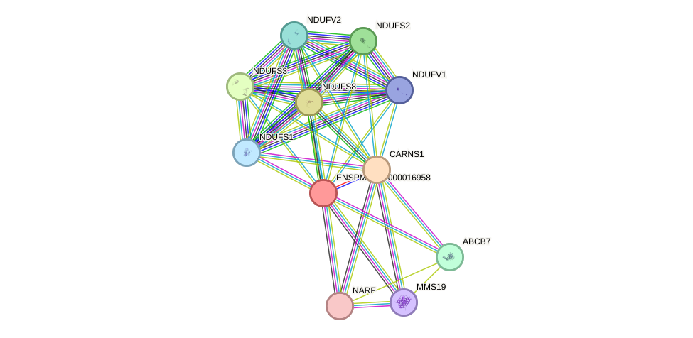 STRING protein interaction network