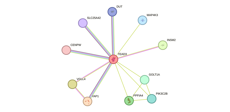 STRING protein interaction network