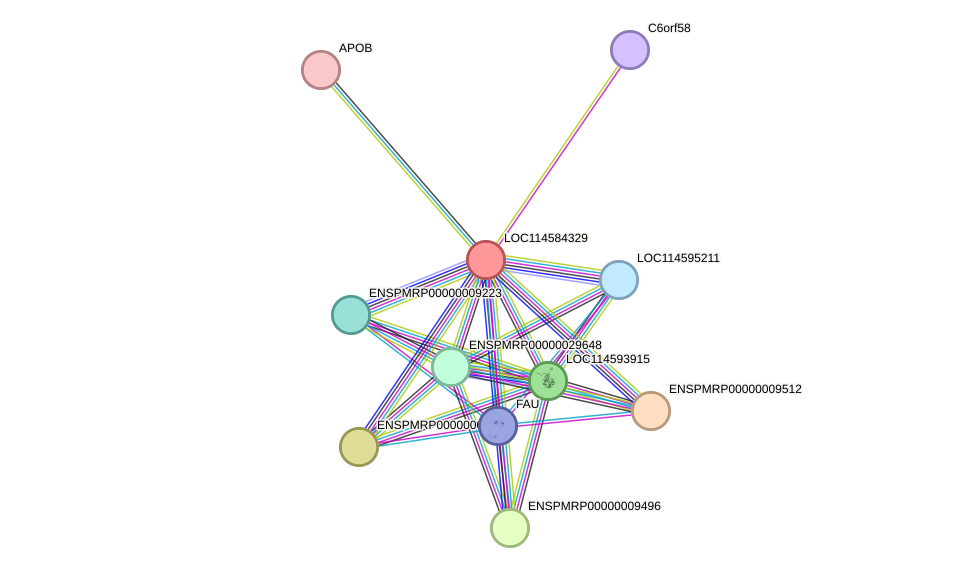 STRING protein interaction network