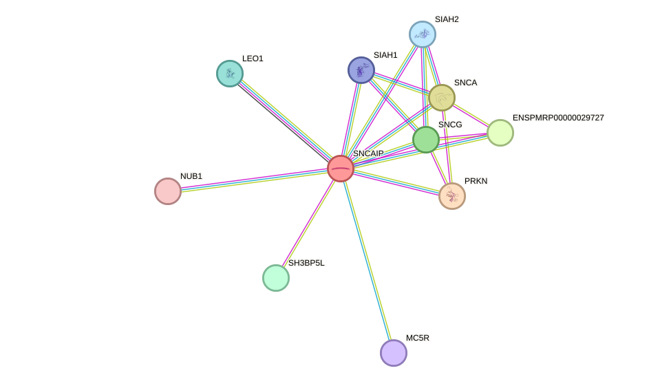 STRING protein interaction network