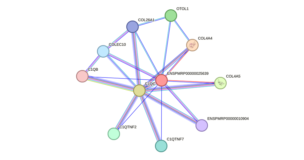 STRING protein interaction network