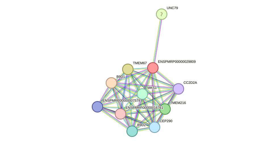 STRING protein interaction network