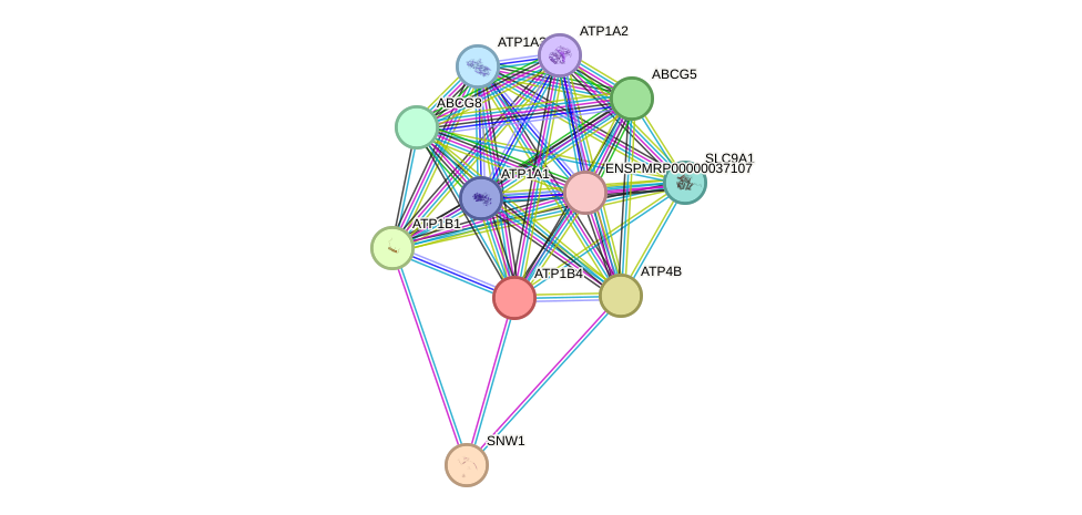 STRING protein interaction network