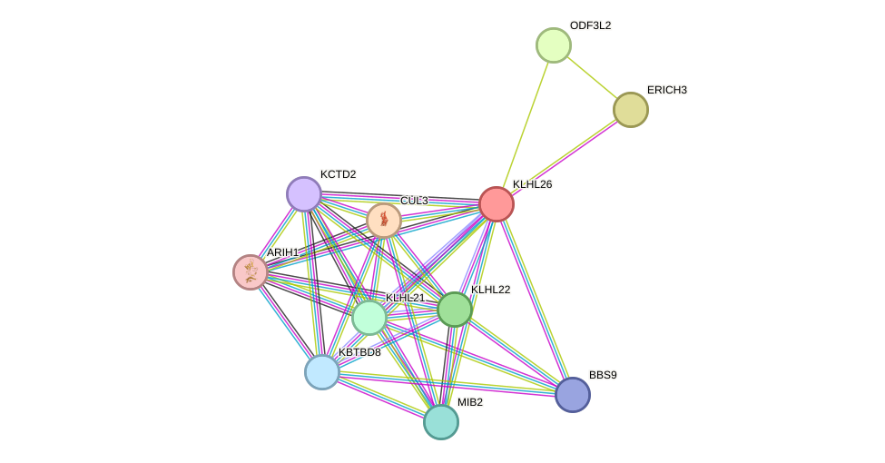 STRING protein interaction network