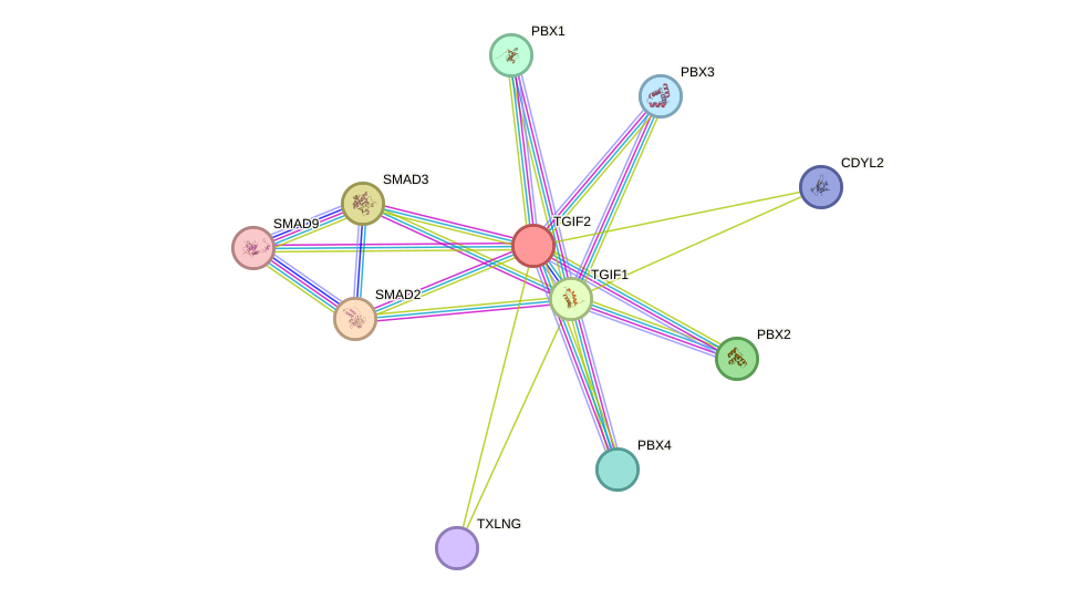 STRING protein interaction network