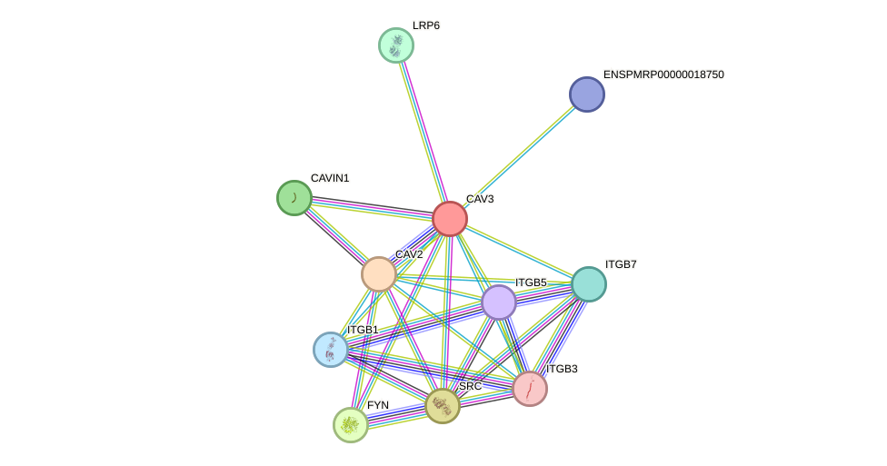 STRING protein interaction network