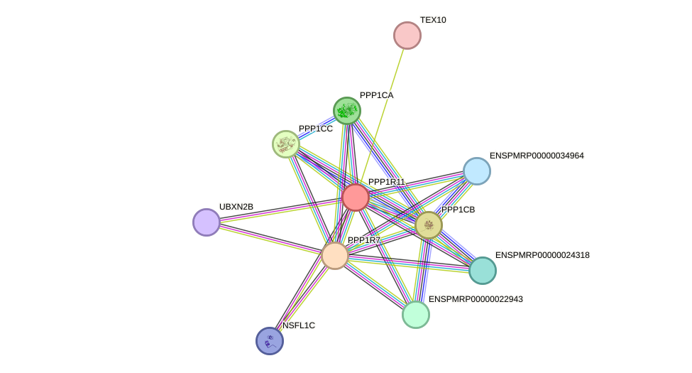 STRING protein interaction network