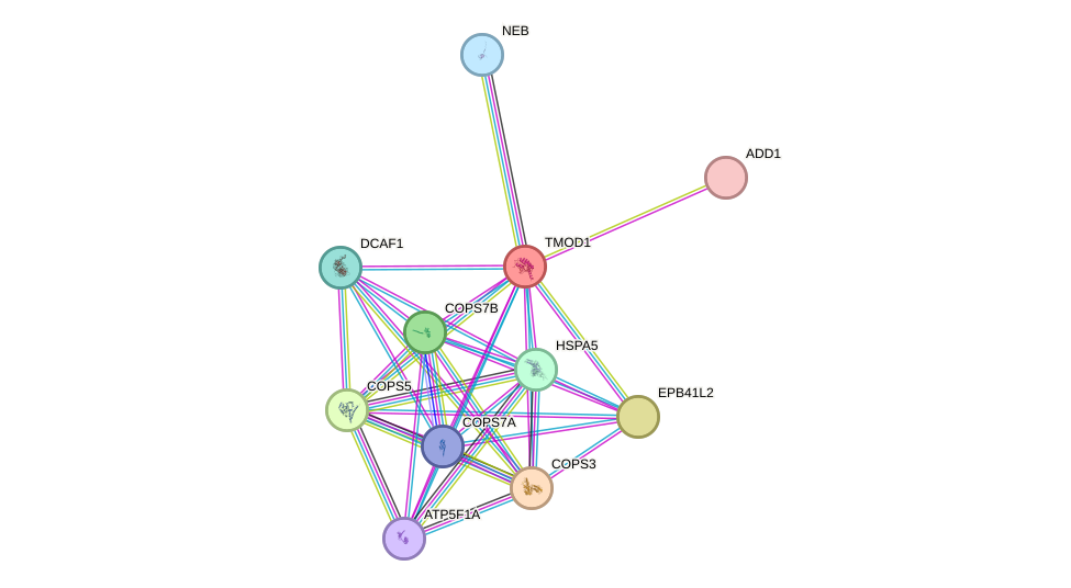 STRING protein interaction network