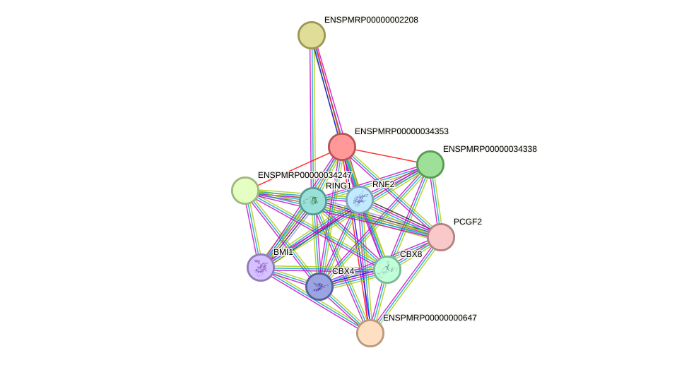 STRING protein interaction network