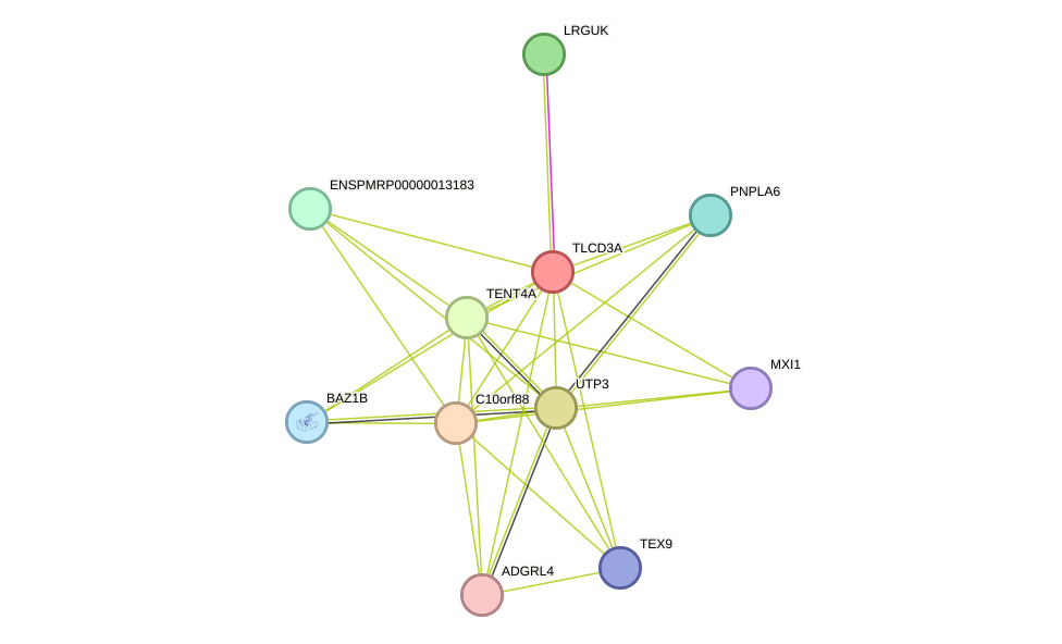 STRING protein interaction network