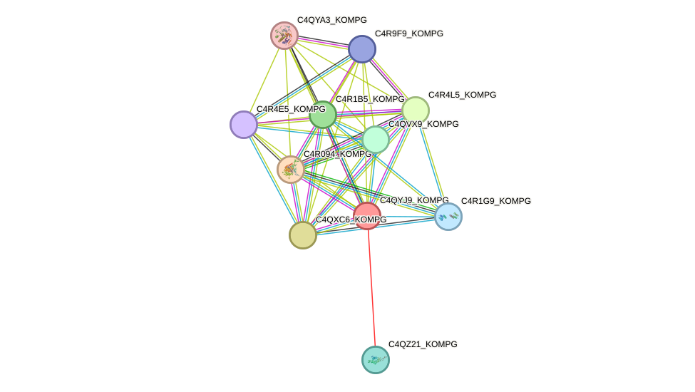 STRING protein interaction network