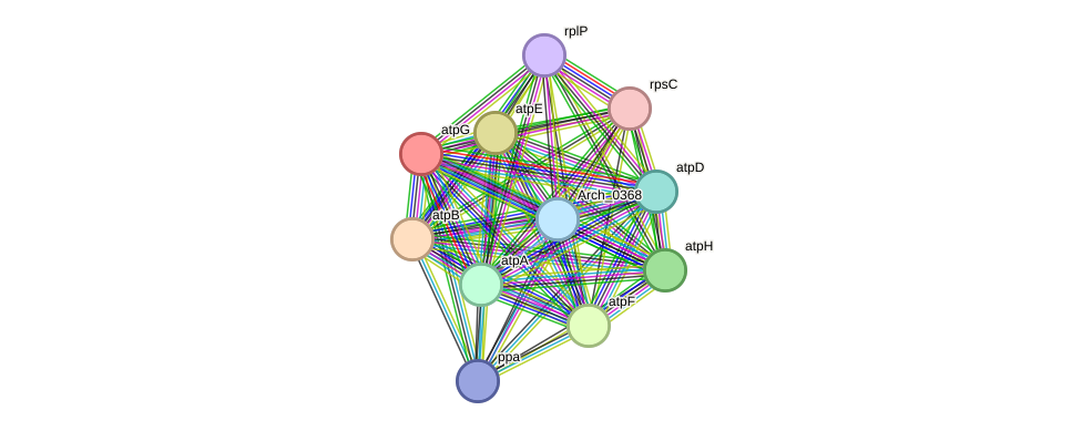 STRING protein interaction network