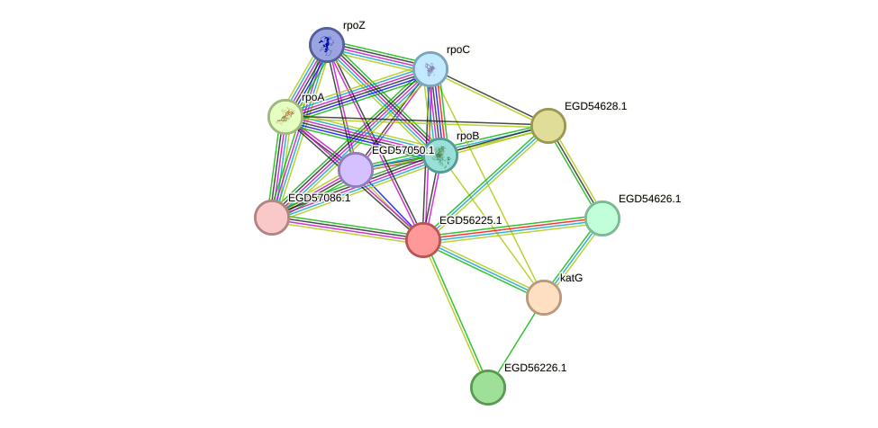 STRING protein interaction network