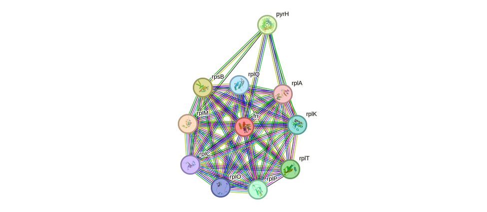 STRING protein interaction network