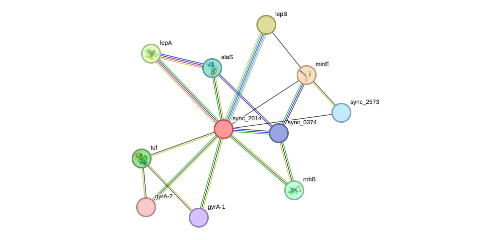 STRING protein interaction network