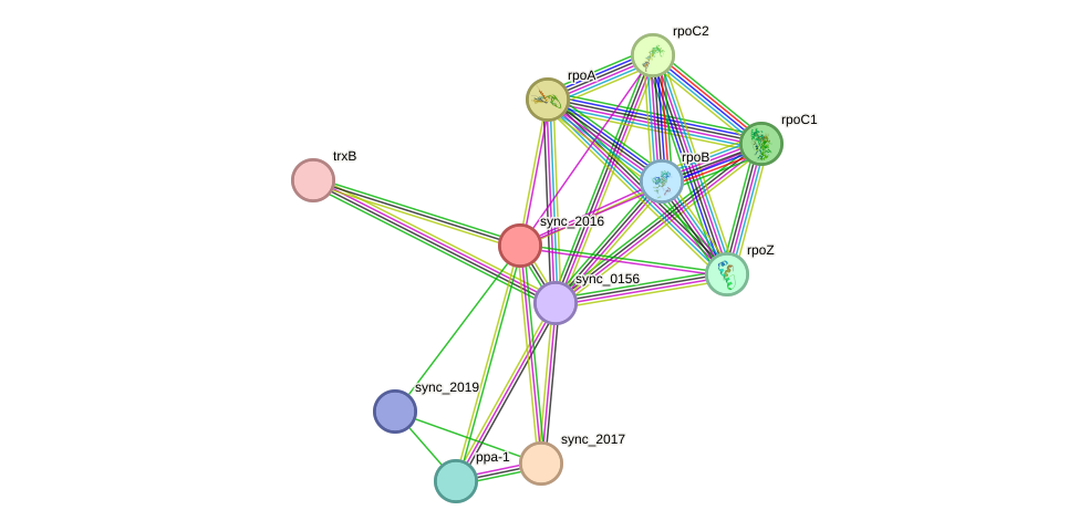 STRING protein interaction network