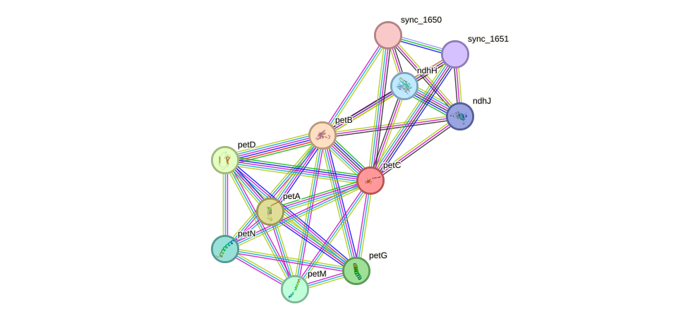 STRING protein interaction network