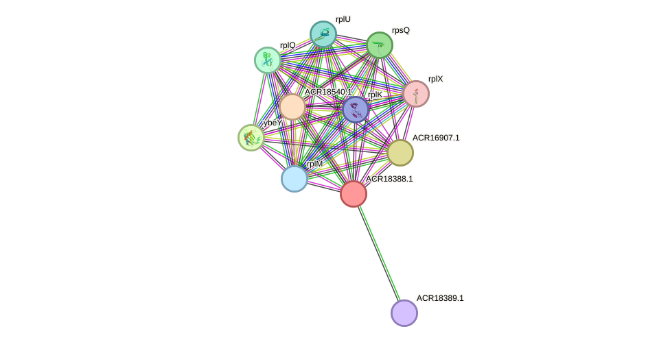 STRING protein interaction network