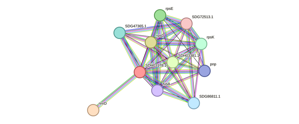 STRING protein interaction network