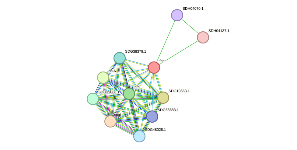 STRING protein interaction network