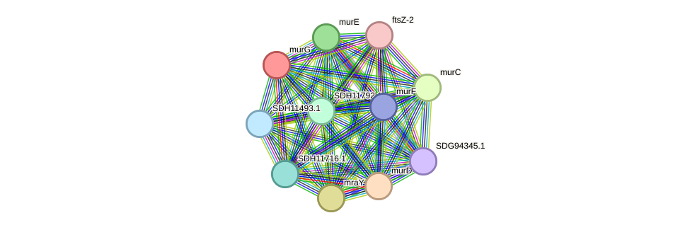 STRING protein interaction network