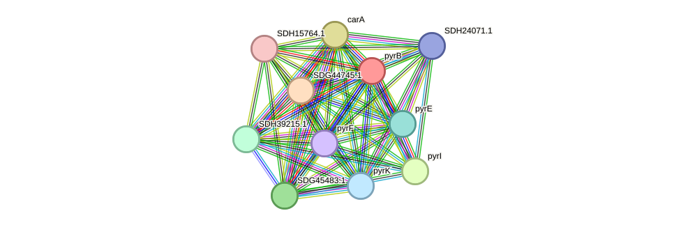 STRING protein interaction network