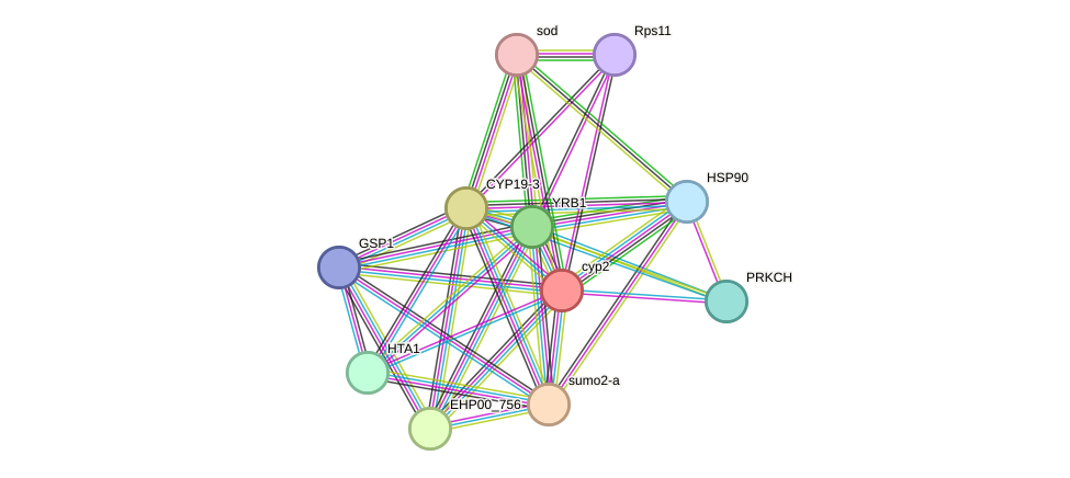 STRING protein interaction network