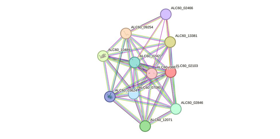 STRING protein interaction network