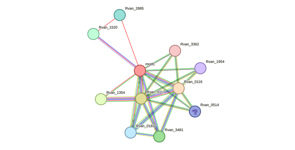 STRING protein interaction network