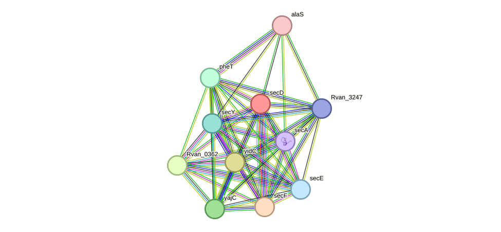 STRING protein interaction network