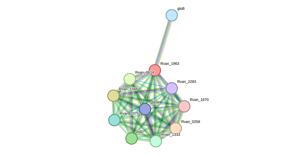 STRING protein interaction network