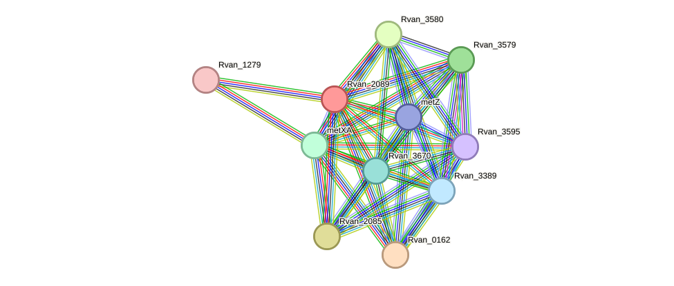 STRING protein interaction network