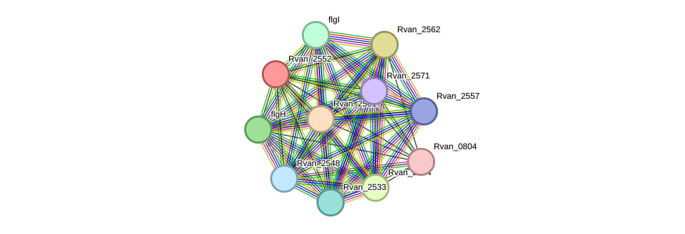 STRING protein interaction network