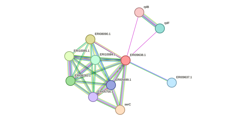 STRING protein interaction network